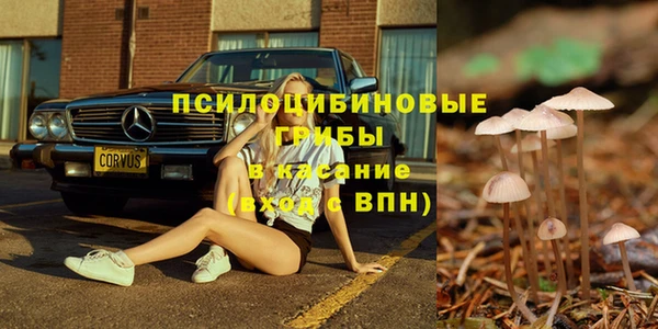 прущие грибы Алзамай